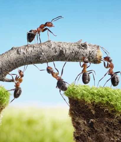 Mieren die samenwerken